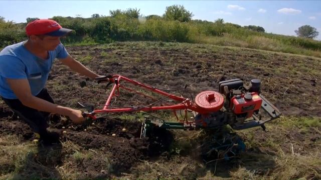 ПЛУГОМ ПЦ-1-18 можно  копать картофель очень быстро
