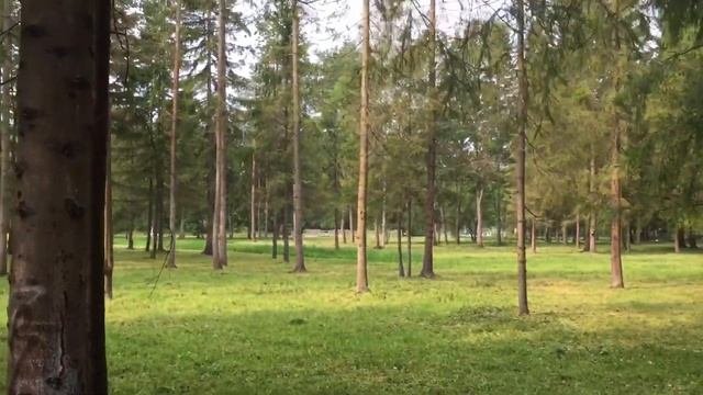 Живописный, сказочный лес... Гатчинский парк. 24.07.2016, 09:29