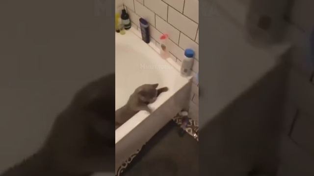 Кот явно не оценил удобства ванны