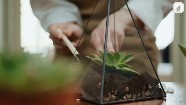 How to Make a Succulent Terrarium | DIY Succulent Terrarium