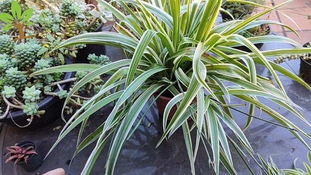 BOMBA, SE VOCÊ TEM essa PLANTA, cuide COMO se fosse OURO! São JÓIAS em CASA | Chlorophytum