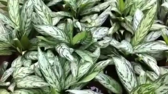 Aglaonema Silver Queen