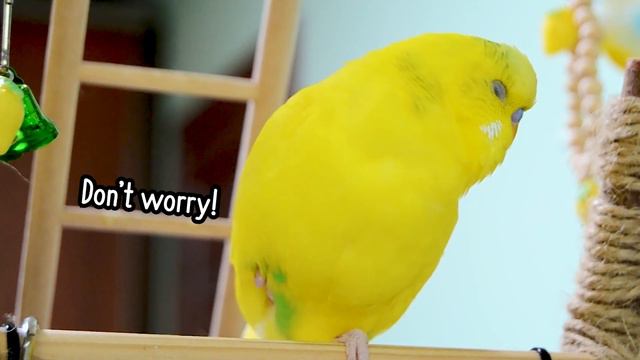 Why Does My Bird Stand On One Leg?🤓
