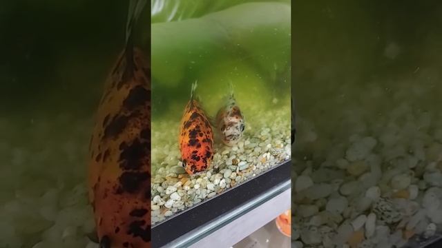 Have you ever seen how fish slept?Ты когда нибудь видел как рыбы спят?