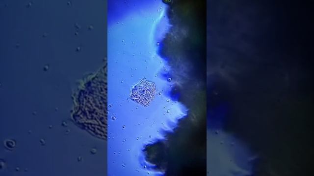 Смотреть видео онлайн