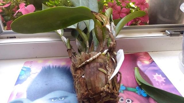 Очень крупная Каттлея новый житель в моей коллекции!!!!!