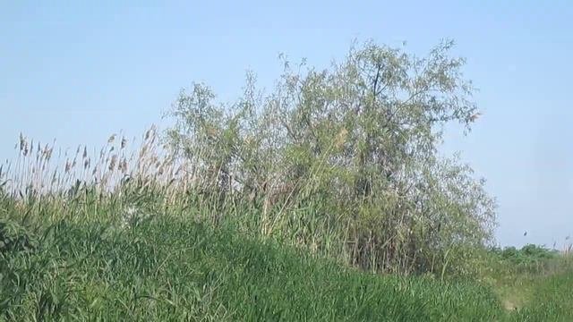 Ейск. 16 мая 2022 г. Спуск к пляжу Меляки Козий пляж