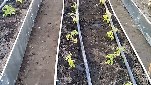 Капельный полив в теплице