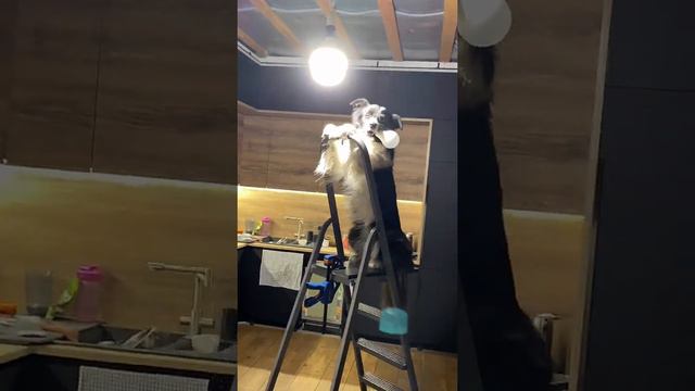 A Dog, a Lightbulb and a Ladder   ViralHog
