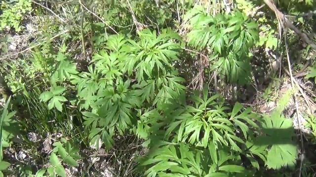 Марьин корень или Склоняющийся Пион в глухой Тайге Поля