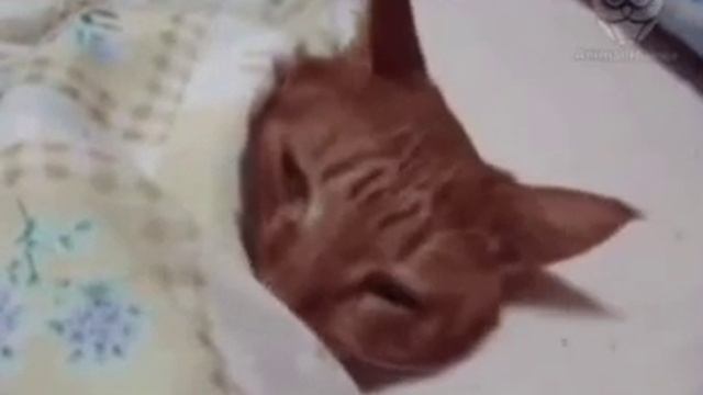 Сладких снов, друзья.