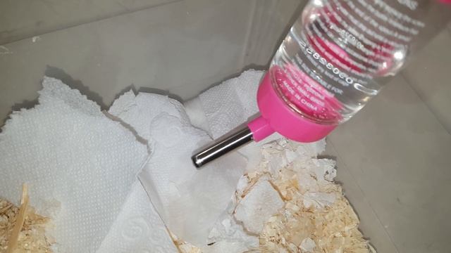 Какие звуки издают новорожденные хомячки??
