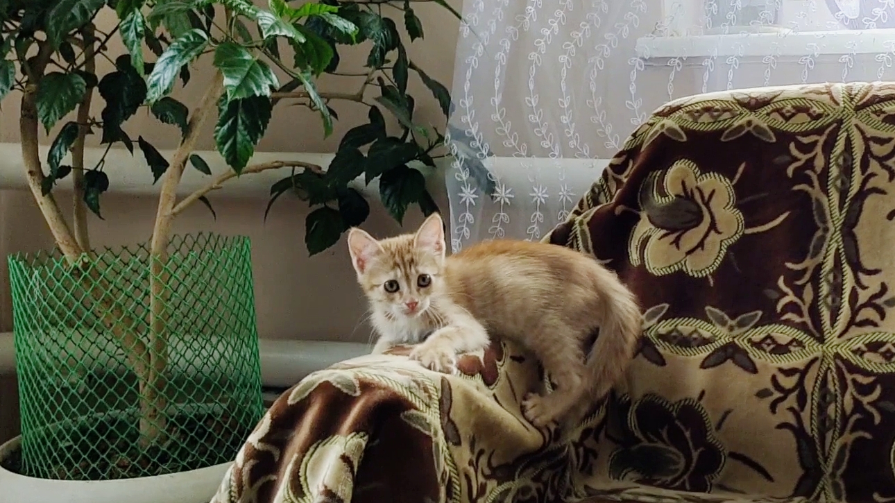 Котенок Мия прыгает как белка.