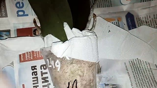 орхидеи Phal.I-Hsin Bing Bang 959 и Dtps.Hsinying Little Knight Plastic Doll..mp4
