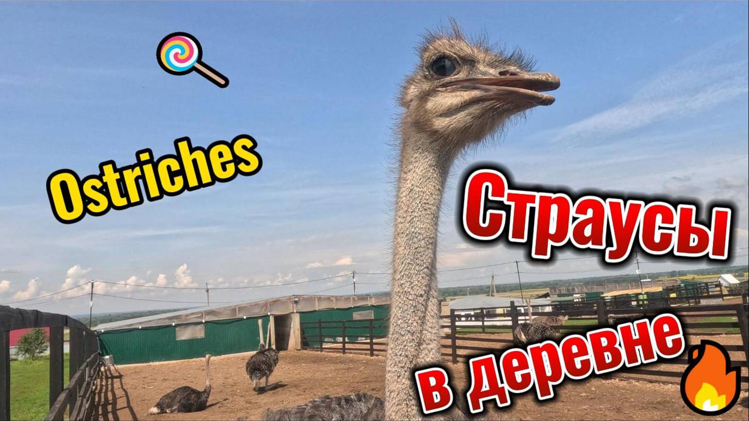 Страусы