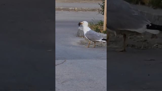 чайка сожрала белку!