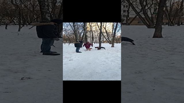 Реакции на петарды ч.2