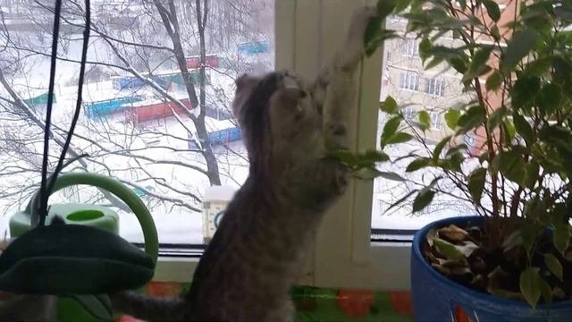 Вредитель орхидей)))