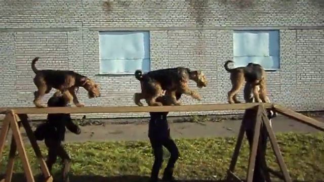 Эрдельтерьеры_аджилити_бум =))