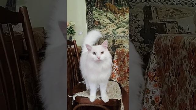 speaking cat with different eyes говорящий кот с разными глазами