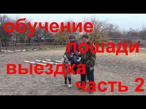 Обучение лошади. Выездка.  Пони. Часть 2.Horse training.