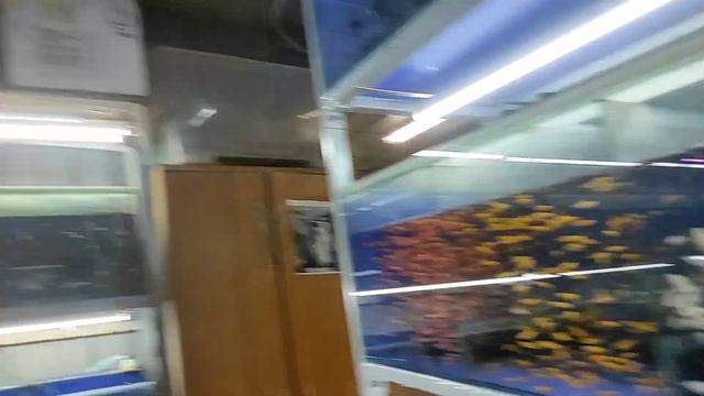 Покупка аквариумных рыбок
