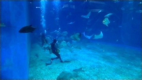 Кормление рыб в Приморском океанариуме