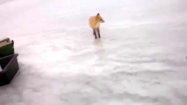 лису покормили