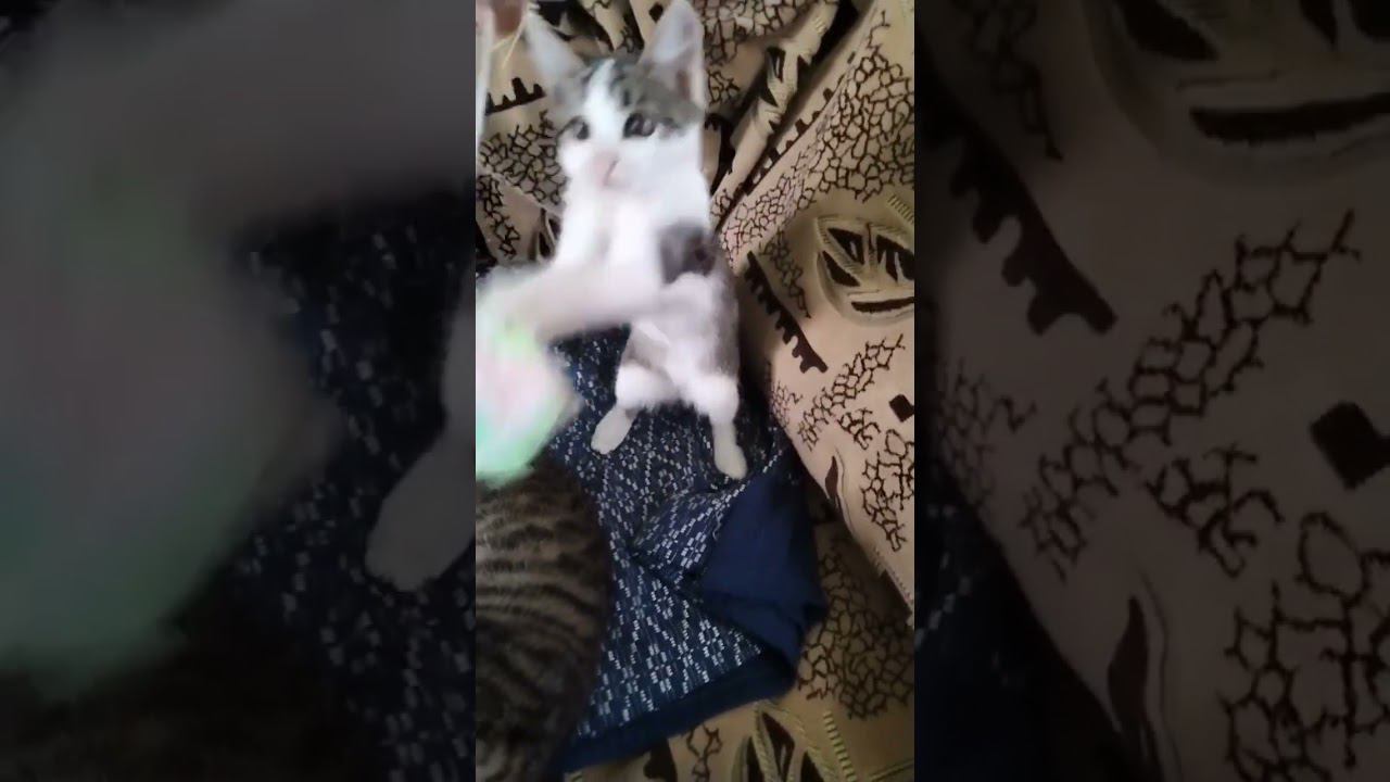 #music #рек #милота #прикол #пушистик #смешно #кошка #cat #милка #танец #дискотека #жиза #смех