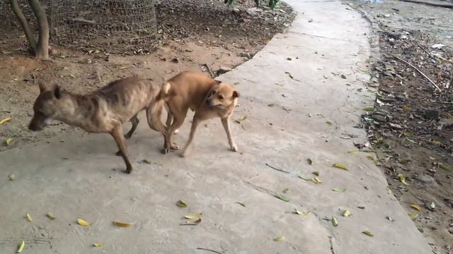 Phối nitro & phốc