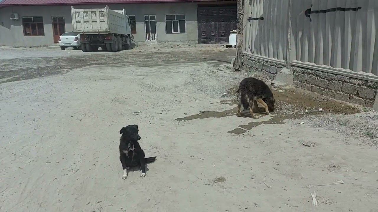 Голодные беременные и уже родившиеся собаки кругом! Нужна государственная поддержка по стерилизации