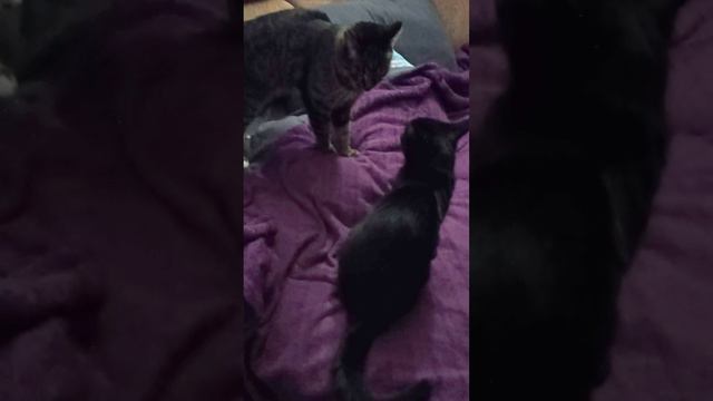 Кошка учит своего мужа боевой философии