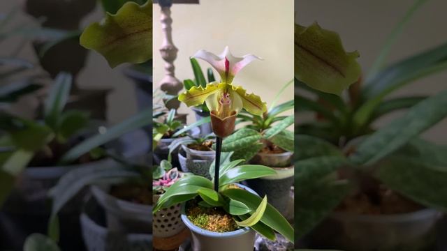 Глазастый башмачок ☺️ #орхидеи #orchids #orchidslover Paphiopedilum spicerianum