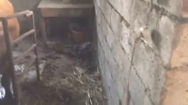 сарай для быков