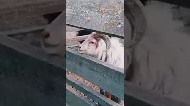 Дикое ранчо