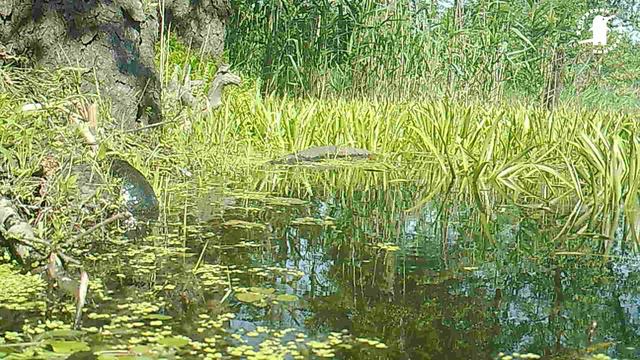 Фотоловушка Черепахи на озере
