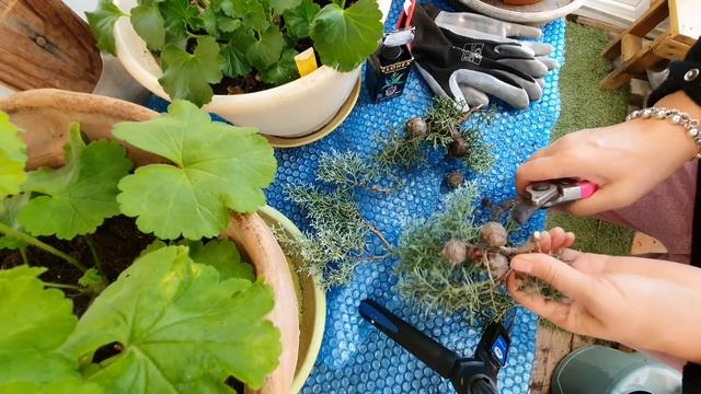 France Долгожданная весна!  Сезонные работы в теплице/Пеларгонии и суккуленты выносим на улицу