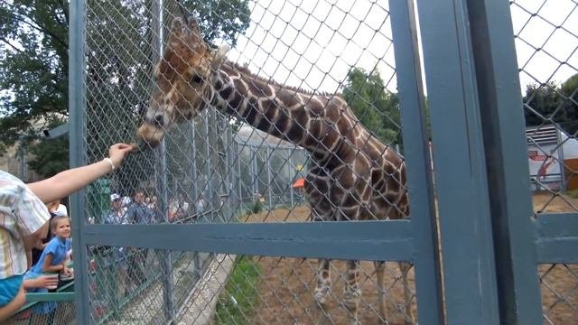 Московский Зоопарк.Кормление Жирафа.DSCF9098