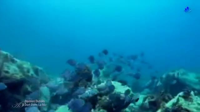 Il dort dans la mer - album "vue sur mer" - Damien DUBOIS