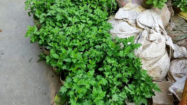 Dianthus Flower Chandramallika Petunia Rose Plant All Winter Season Flower Plants Price Update