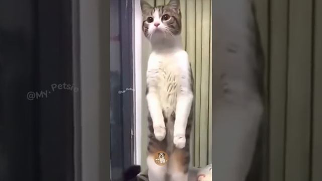 котики