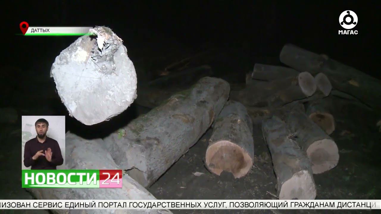 В Сунженском районе обнаружили спиленные ценные породы деревьев