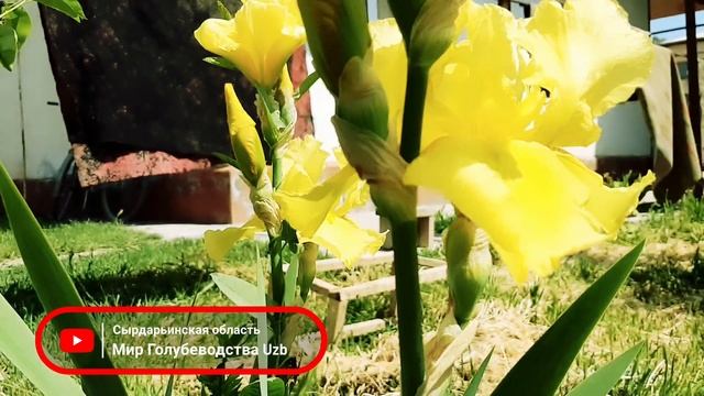Скоро новые видео разных Голубеводов,всех С праздником Рамазан Хайит,21.Апреля.2023г pigeons!!!