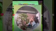 сигма обезьяна 🙊