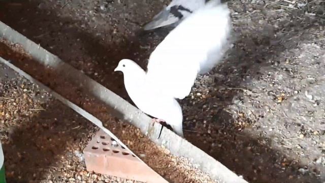 неудачная попытка гона бакинских голубей, и рассказ о моих белый и головатых