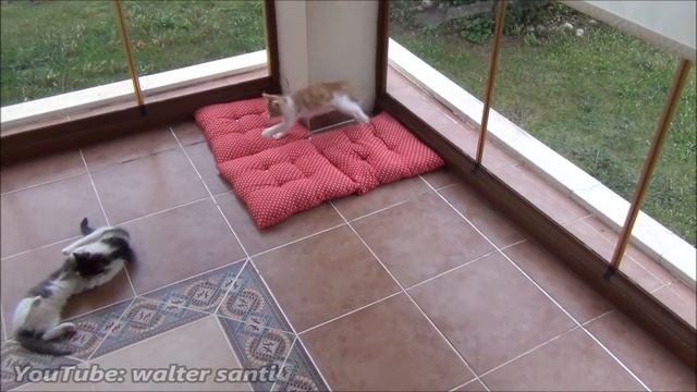 A very patient mother cat with 5 crazy active kittens !!