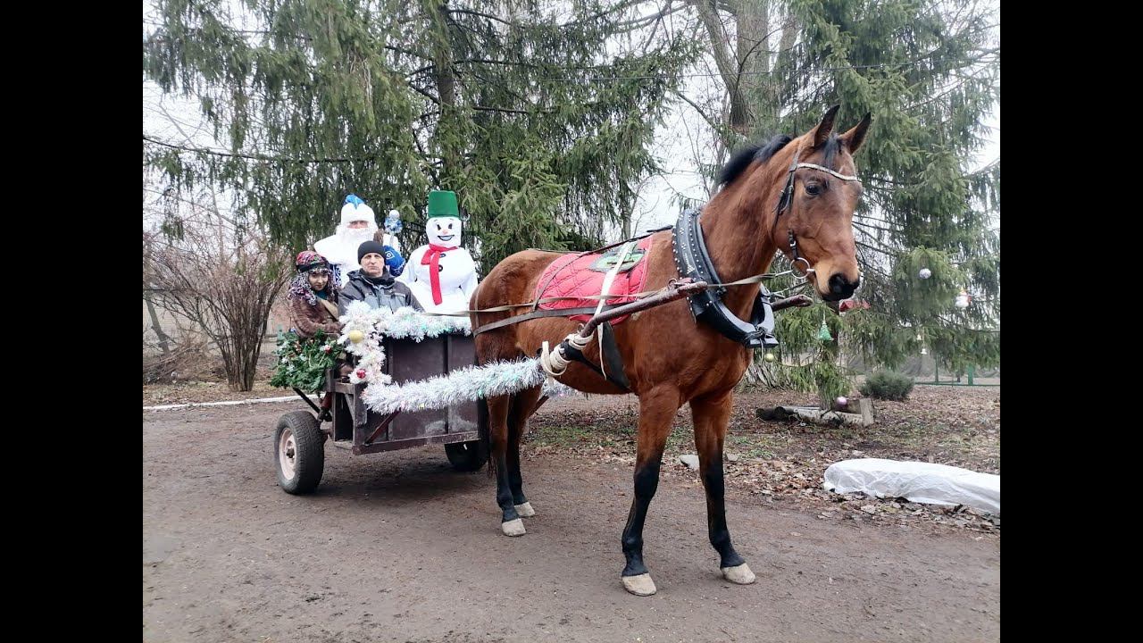 Едем за Дедом Морозом.Езда на лошади по городу.We go for Santa Claus. Riding a horse around the city