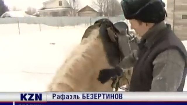 Кони, на которых ездил Чингисхан