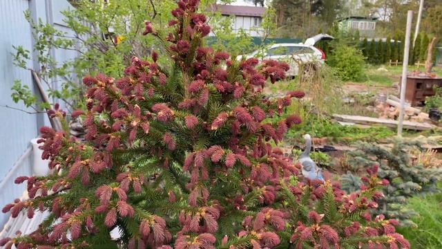 Ель обыкновенная Рыдал Picea abies Rydal