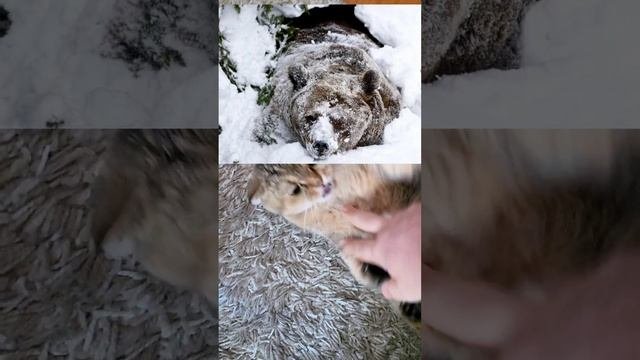 медок.mp4